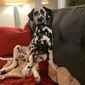 Meet your Posher, Cassidy